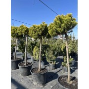 Сосна гірська Вінтер Голд штамб d 80 см